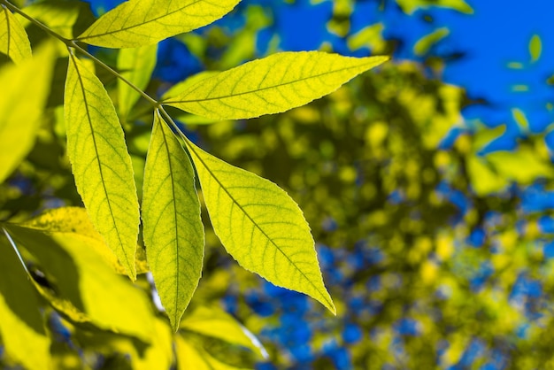 Yellow leaves on a blue sky autumn season