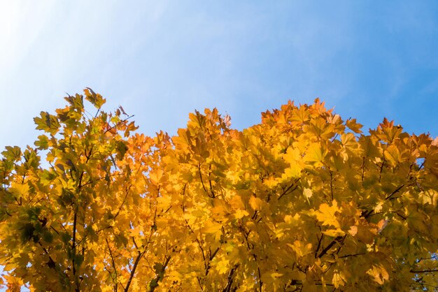 Yellow leaves and blue sky in autumn