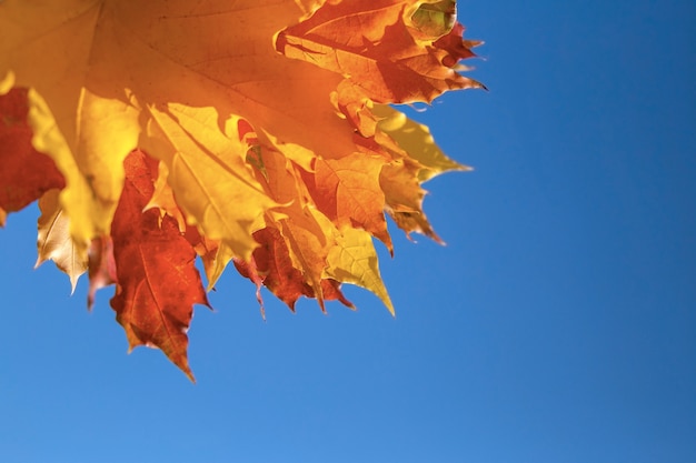 Photo yellow leaves and blue sky.