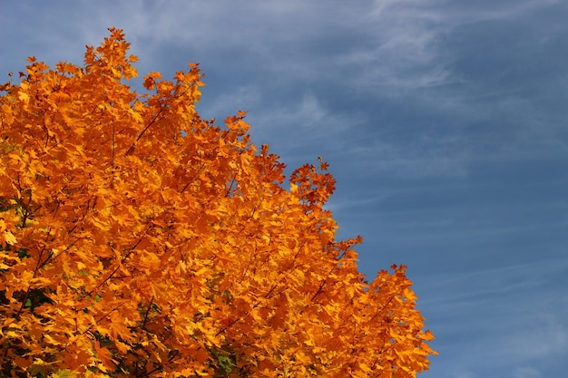 Yellow leaves on blue sky