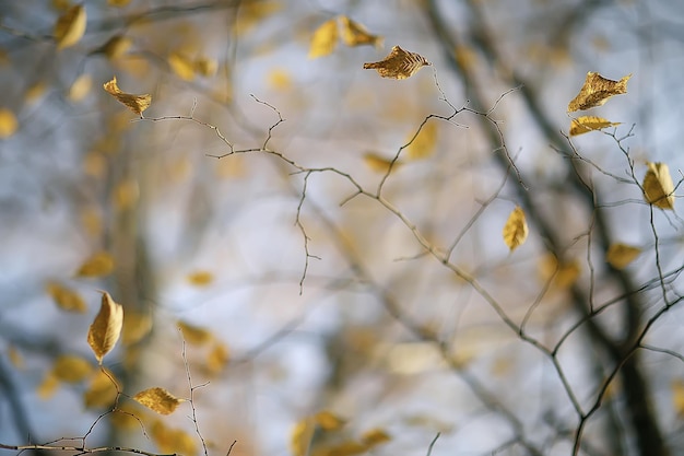 желтые листья боке сезонный фон / красивые осенние листья желтые ветви абстрактный фон, концепция листопада
