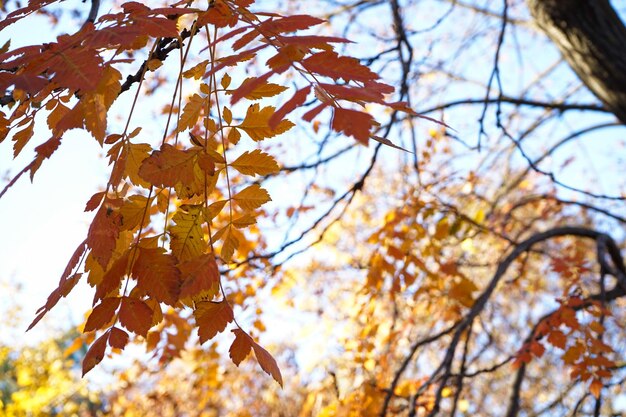 Yellow leaves on a branch in the autumn park closeup