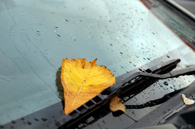 Photo yellow leaves on a car windshield