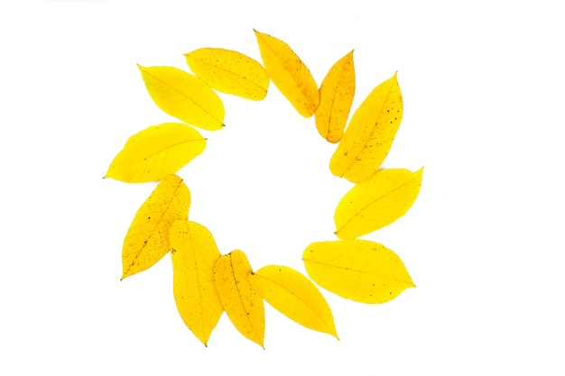 Yellow leaves in circle and copy space