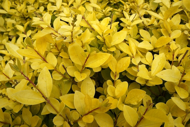 Yellow leaves closeup