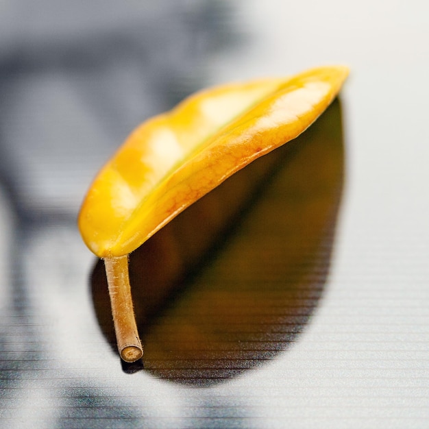 Yellow leaves on a dark background glare Closeup of a lonely fading leaf Selective soft focus