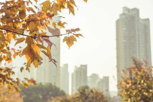 Yellow leaves and distant buildings, autumn