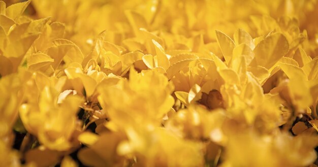 Yellow leaves Fall color leaves Bush texture leaf background Natural yellow foliage