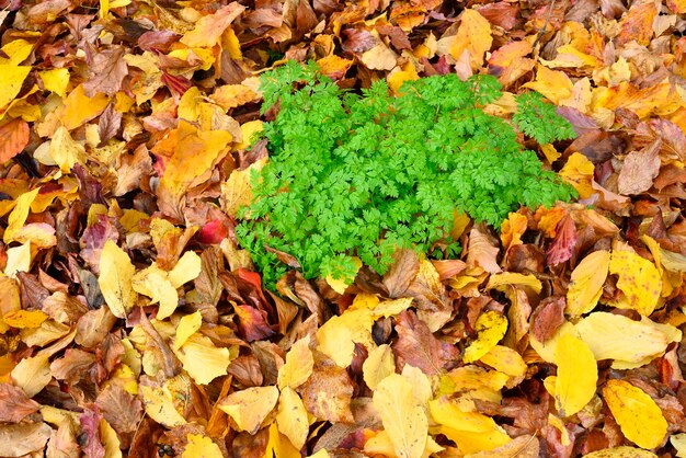 Yellow leaves fallen on ground with one grass island