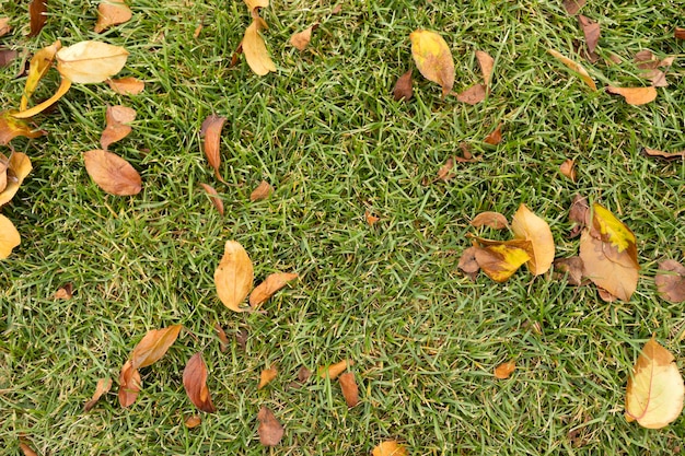 Yellow leaves on the grass