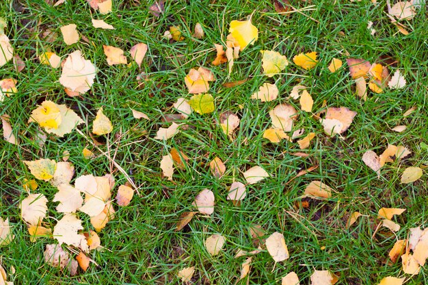 Yellow leaves on green grass