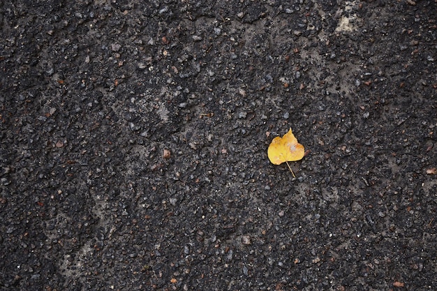 Yellow leaves on ground Autumn background