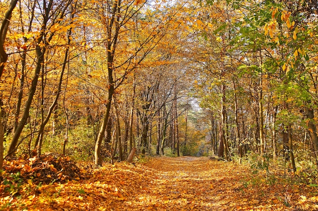 yellow leaves on the ground