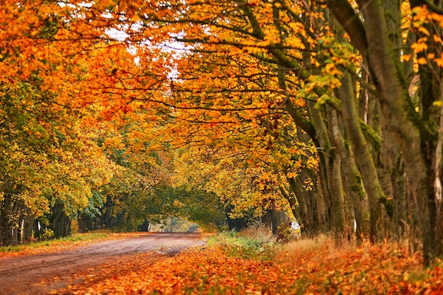 yellow leaves on the ground