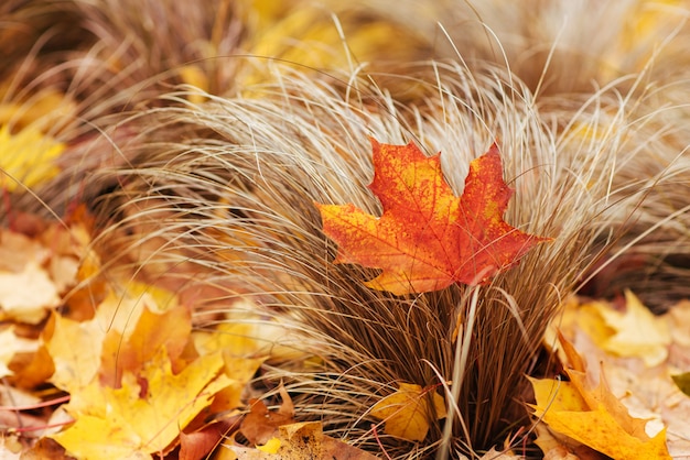 Yellow leaves lie on the grass in the Park