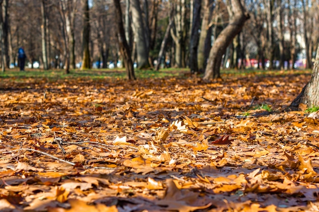 желтые листья лежат на земле в парке в осенний день