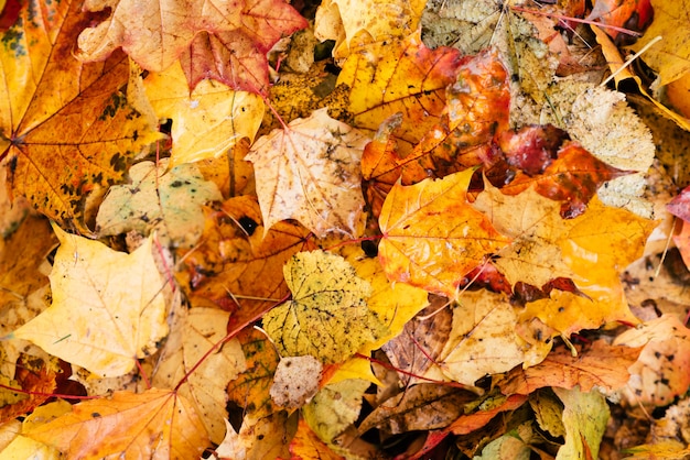 Yellow leaves lie on the ground in the Park