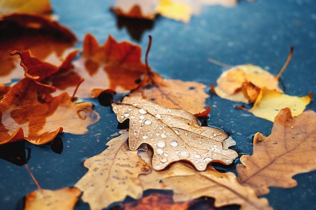 Yellow leaves lie in puddle on asphalt Beautiful autumn background Fallen leaves from trees closeup