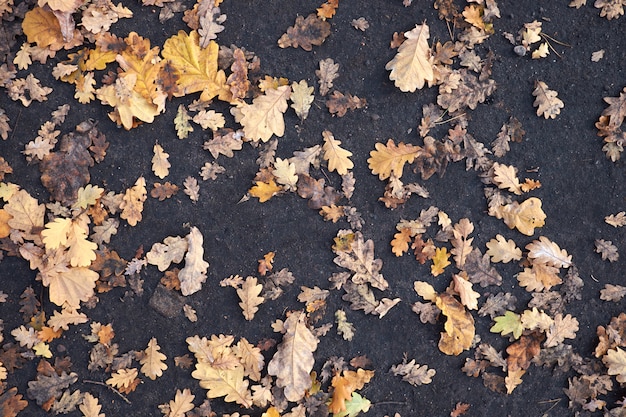 Yellow leaves lying on the ground at autumn