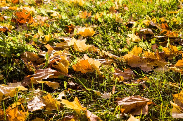 Yellow leaves of maple trees fallen on green grass in the\
autumn season, close-up in nature on a sunny day in early autumn in\
september or october.