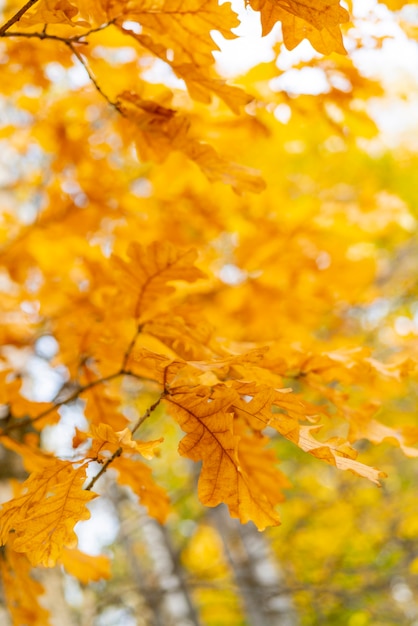 Yellow leaves of an old oak. Autumn