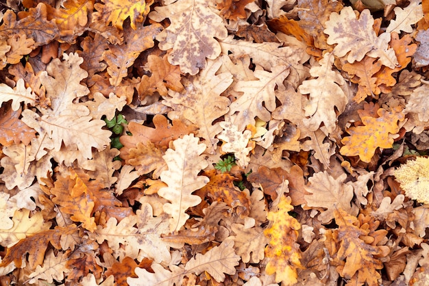 Yellow leaves of an old oak. 