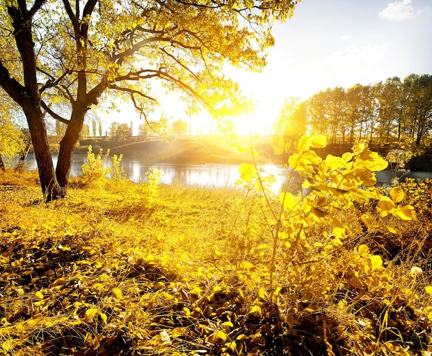 Yellow leaves and river in the autumn