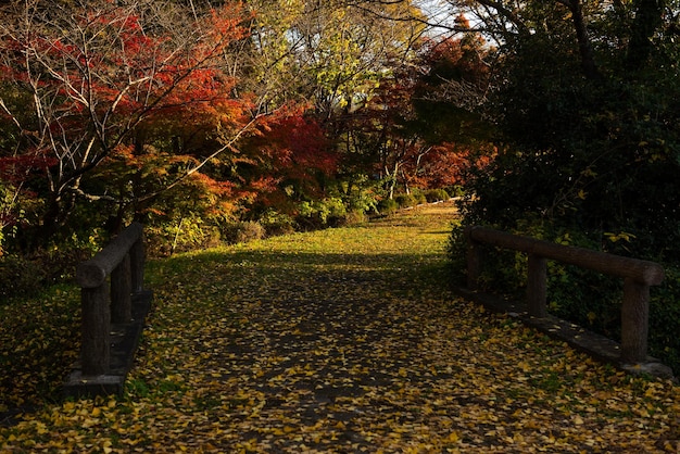 影の地面に黄色の葉、日光に照らされた赤い葉。