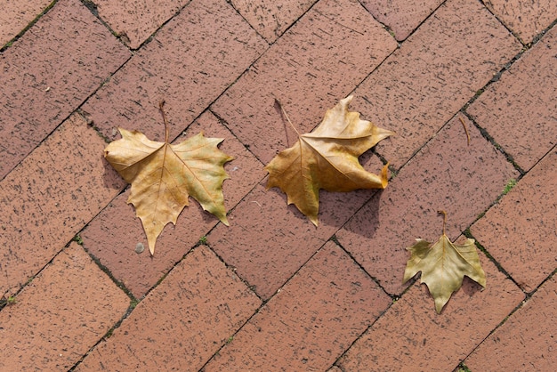 Yellow leaves on the sidewalk