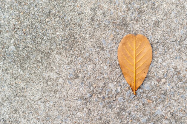 The yellow leaves on the soil are different and beautiful.