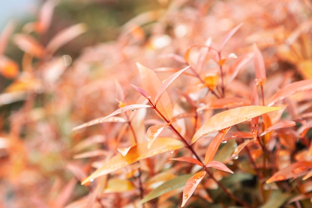 Yellow leaves texture background with rain water drops Autumn leaves