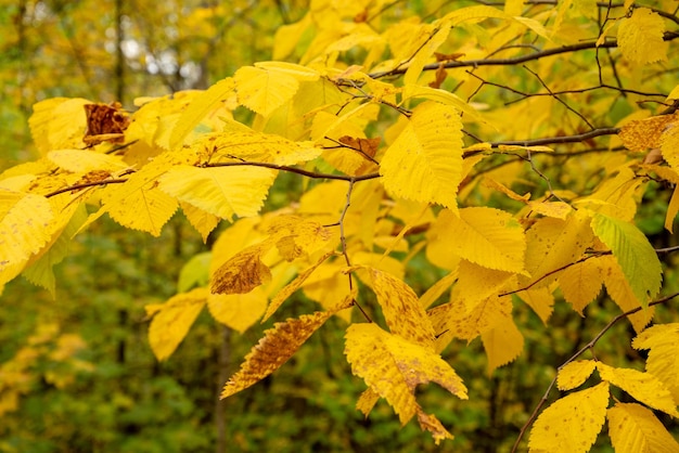 Yellow leaves on tree in autumnal season