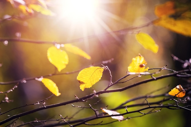 Yellow leaves on a tree branch in the forest on a sunny day