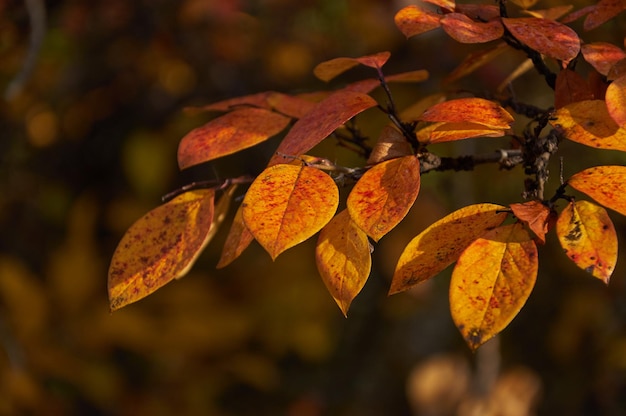 yellow leaves on a tree branch