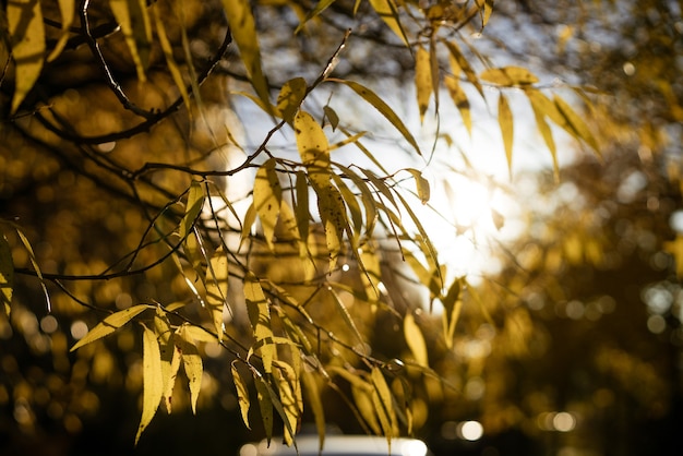 Yellow leaves on a tree in the rays of the autumn sun soft focus