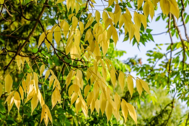 Yellow leaves of a tree with the sun shining on them.