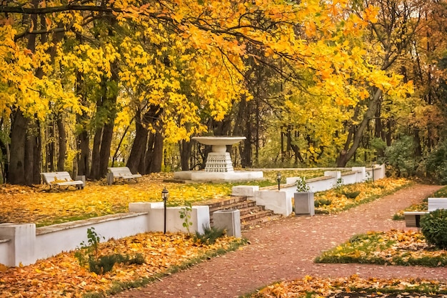 Yellow leaves on the trees in the autumn park and white benches