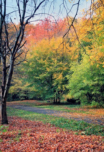 Yellow leaves on the trees, the leaves on path in autumn park