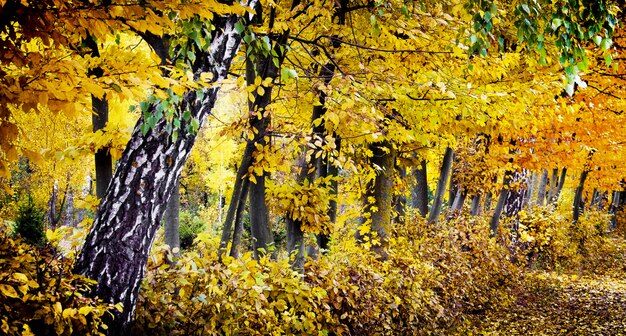 Foglie gialle sugli alberi in una giornata di sole autunnale. alberi nel parco in autunno