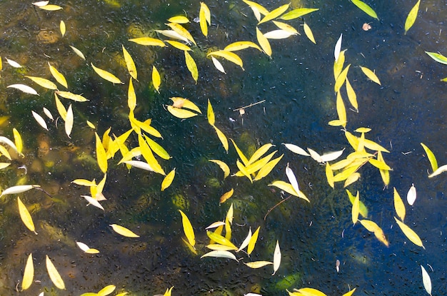 yellow leaves in water under thin ice