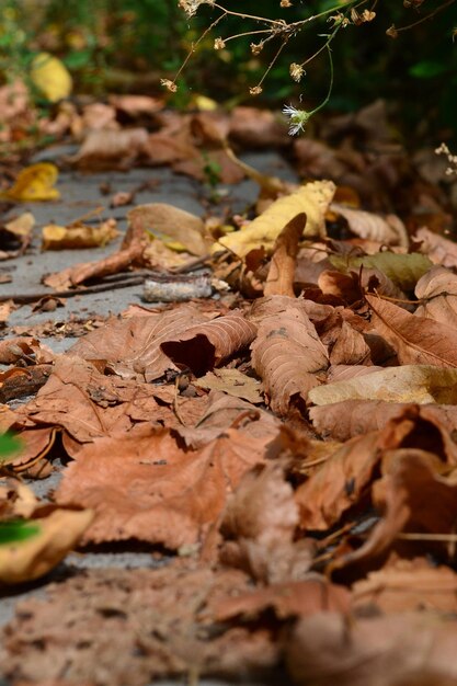 yellow leaves were falling from the trees on the asphalt in the forest