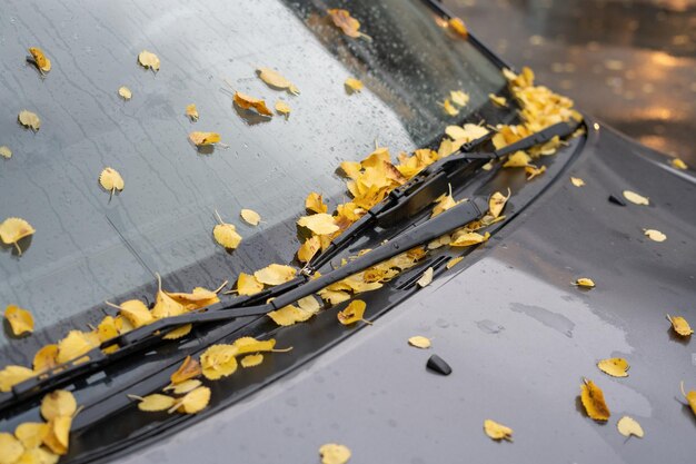 Foto foglie gialle sul vetro bagnato dell'auto