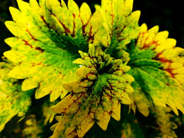 Yellow leaves with water drop on black backgroundGreen leaves texture background