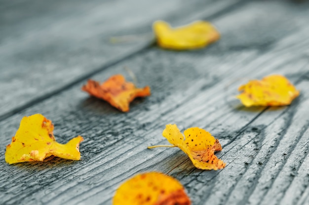 Yellow leaves on a wooden gray .