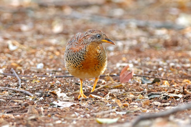 Желтоногие Buttonquail Turnix tanki Красивые птицы Таиланда