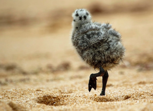 Yellow legged gull chicks on a Portugese beach