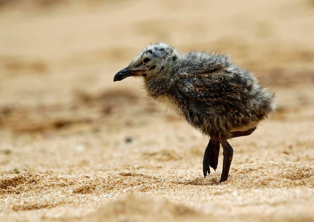 Yellow legged gull chicks on a Portugese beach