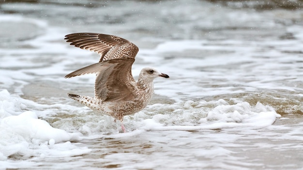 노란색 다리 갈매기, Larus michahellis, 발트해 바다 물에 튀는. 어린 갈매기가 날개를 펼치고 해변을 걷고 있는 모습을 가까이서 보세요.