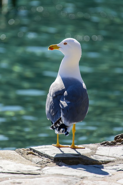 黄色の脚のカモメ