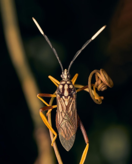 Yellow legged insect perched on a branch